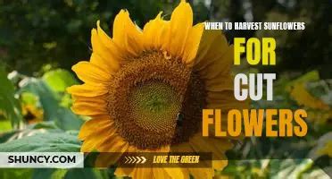 How To Support Sunflowers So They Stand Tall .